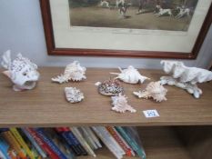 A quantity of sea shells