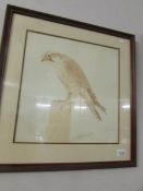 A framed and glazed print of a bird of prey