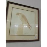 A framed and glazed print of a bird of prey