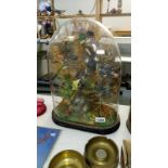 Taxidermy - a diorama of exotic birds under glass dome