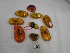 8 insects set in resin