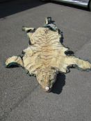 A tiger skin rug (distressed)