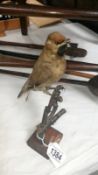 Taxidermy - a small bird