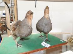 Taxidermy - a pair of game birds