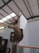 Taxidermy - a stags head mounted on an oak plaque believed to have been shot at Borrobol.