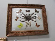 A framed and glazed taxidermy collage of spider,