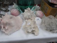 A mixed lot of sea shells