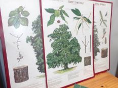14 large board illustrations of forest trees in Britain by the Forestry Commission 1977
