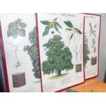 14 large board illustrations of forest trees in Britain by the Forestry Commission 1977