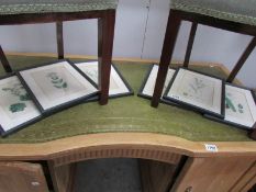 6 framed and glazed botanical prints