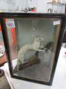 A taxidermy - a cased ermine (stoat)