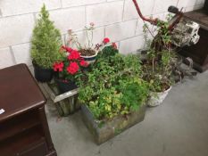 A quantity of garden planters & contents etc.