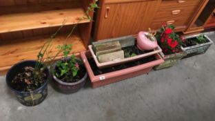 A quantity of garden planters & contents