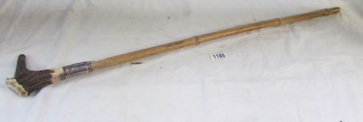 A sword stick with horn handle