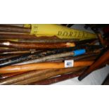 A large quantity of walking sticks,