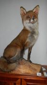 Taxidermy - a seated fox