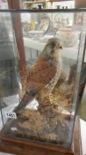 Taxidermy - a small bird of prey