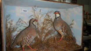 Taxidermy - a pair of cased grouse (case missing glass)