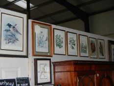 8 framed and glazed bird prints