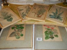 A selection of old floral pictures