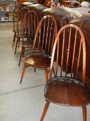 A set of 5 Ercol chairs