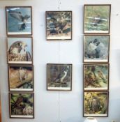 10 framed & glazed birds of prey prints (1 glass A/F)