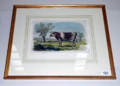 A framed antique print 'Vache De Durham' (The Durham Ox)