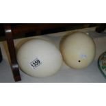 2 ostrich eggs