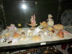A shelf of sea shells