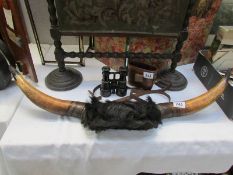 Taxidermy - cow horns