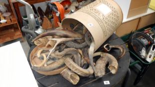 A large collection of horns and antlers