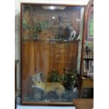 Display Case of Stuffed Wild Animals – fox, badger, drake, pheasant, rabbit etc, in natural