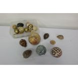 Group of marble eggs, balls and sea shells