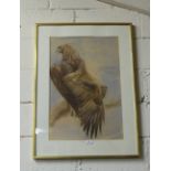 Large Watercolour - Study of a Hawk, signed Denis G...
