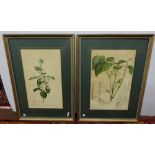 Similar Pair of Antique Botany Prints (2)