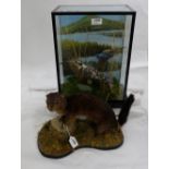 Taxidermy – two long-beaked Birds, cased, by Jim Corcoran & a stuffed stoat (2)