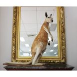 Taxidermy red kangaroo on stand, approx 105cm H x 90cm L (base)