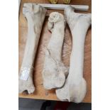Small assortment of bones, approx 42cm L & shorter
