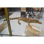 Taxidermy salt water crocodile, approx 41cm L