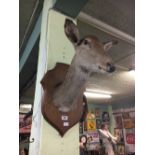 Taxidermy deer's head mounted on an oak plaque.