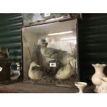 Taxidermy duck and snipe mounted in a glazed case.