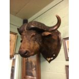 Taxidermy buffalo head on wooden plaque with brass plaque LONGENETTE RIVER DECEMBER 21st 1913.