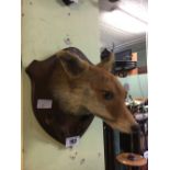 Taxidermy fox's head mounted on an oak shield.