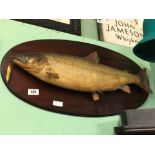 Taxidermy salmon mounted on a wooden plaque.