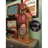 Human anatomy mannequin.