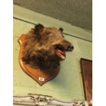 Taxidermy boars head mounted on a wooden plaque.