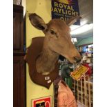 Taxidermy deer's head mounted on an oak plaque.