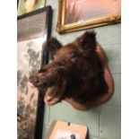 Taxidermy boar's head mounted on a wooden plaque.