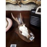 Deer skull mounted on an oak plaque.