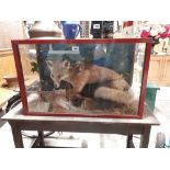 Large taxidermy fox in glass case.